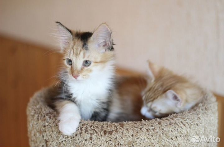 Трёхцветный пушистый котенок девочка