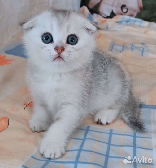 Шотландские котята