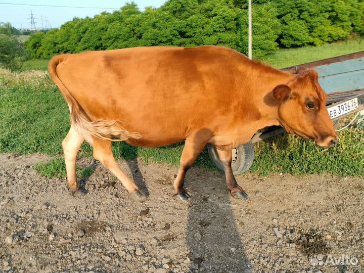 Коровы дойные молочные