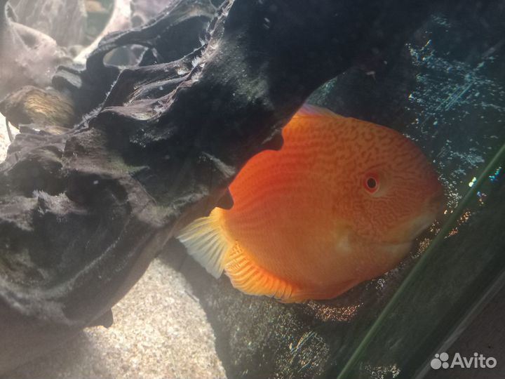 Северум красноточечный 1год крупный