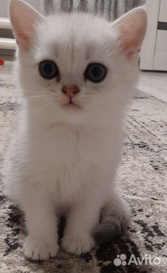 Котик британской серебристой шиншиллы