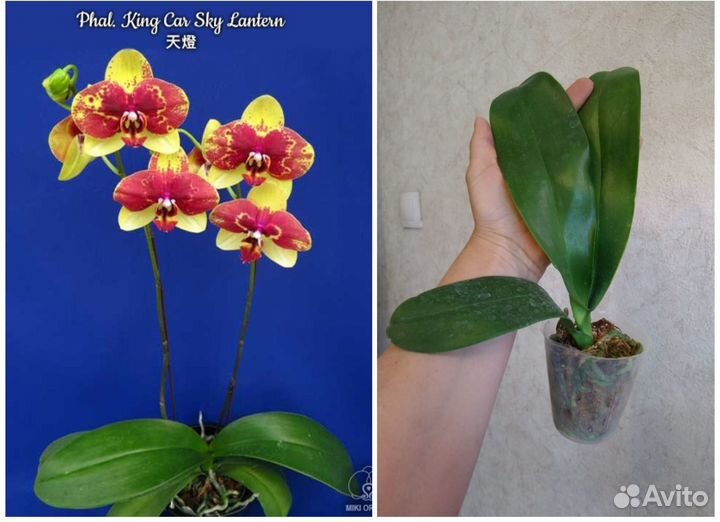 Орхидея фаленопсис Азия нецветущи