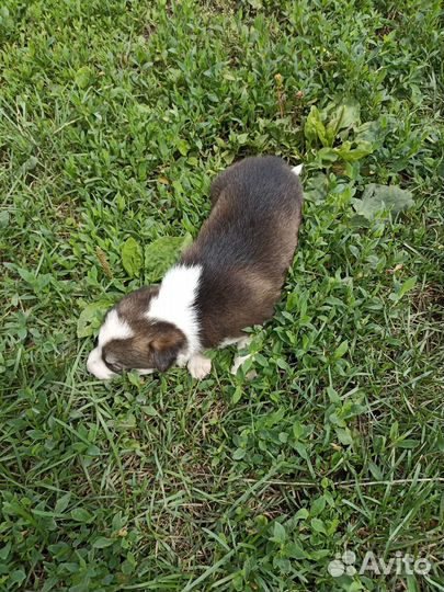 Успокаивающие щеняточки