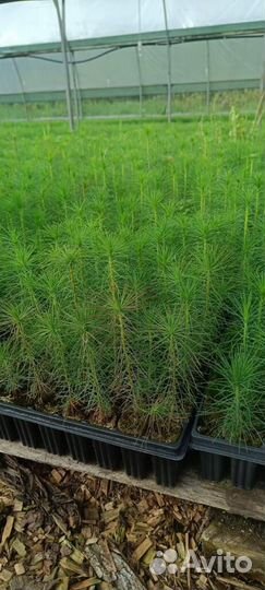 Сеянцы сосны обыкновенной зкс в розницу