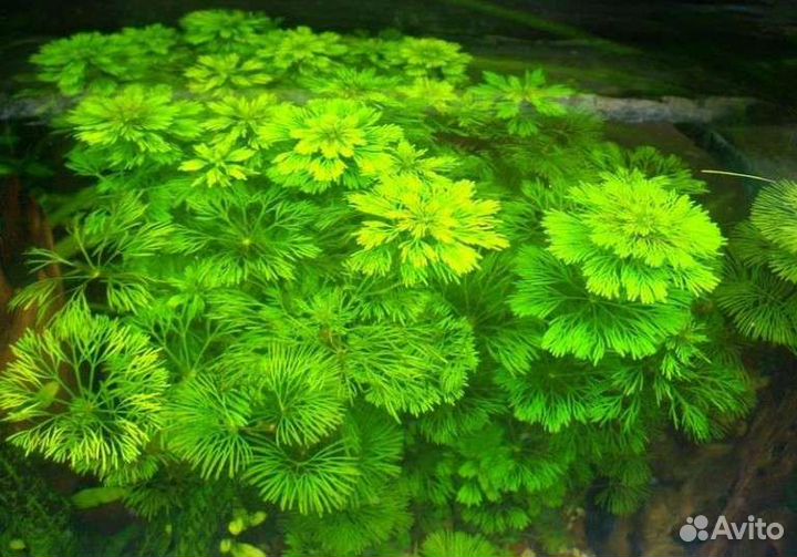 Аквариумные растения