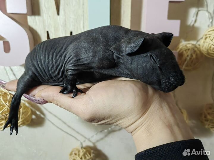 Морская свинка скинни