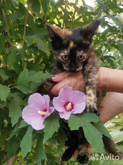 Кошечка в добрые руки