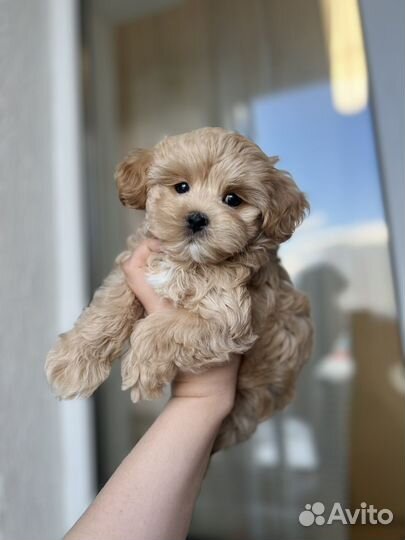 Maltipoo f1