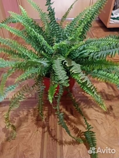 Папоротник