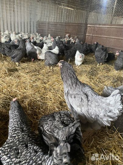 Куры несушки