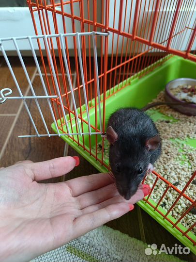 Крыса дамбо