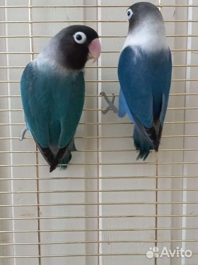 Попугай неразлучники фишер