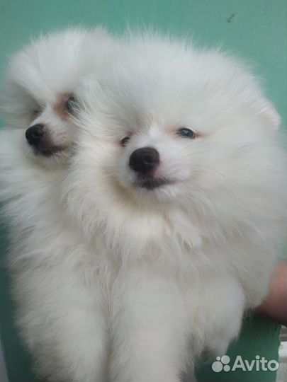 Продаю клубных щенков