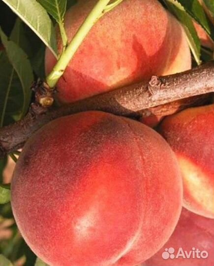 Саженцы персика 