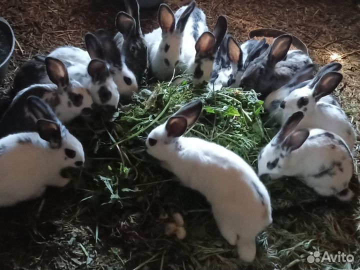 Кролики мясных пород. Мясо кролика