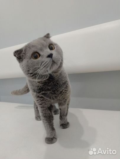 Британский кот