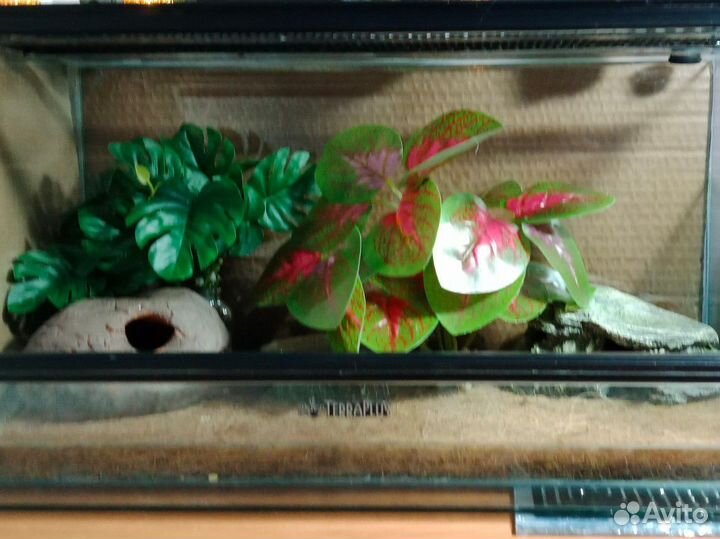 Террариумный комплект для эублефара