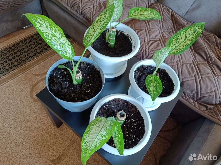 Диффенбахия