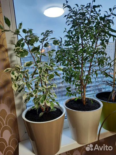 Фикус, авокадо