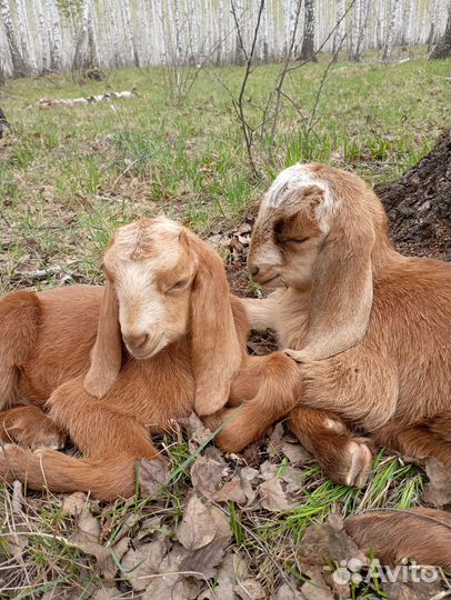 Нубийские козы камори