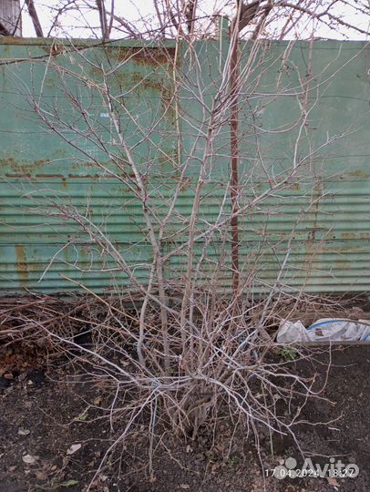 Орех фундук уральский