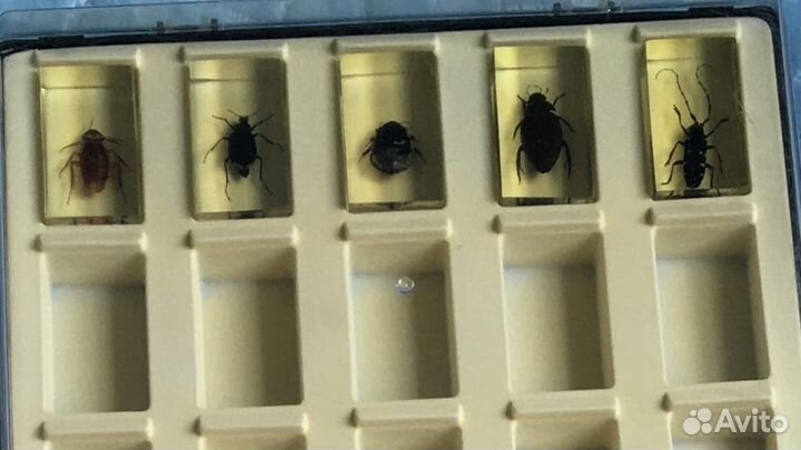 Журналы и резервуары Насекомые и их Знакомые