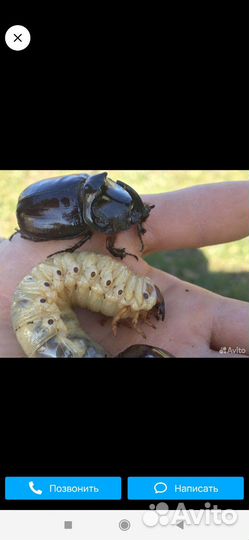 Жук носорог