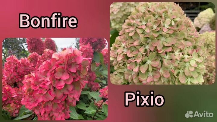 Саженцы гортензии