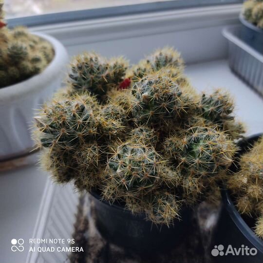 Кактус маммилярия