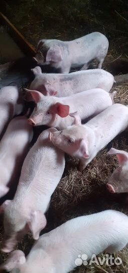 Домашние животные