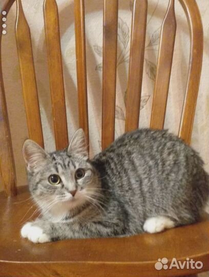 Котик ищет дом
