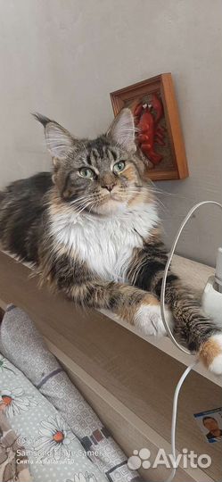 Кошки мейн-кун
