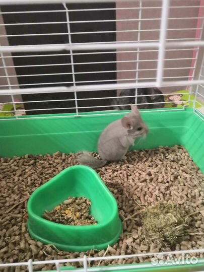Шиншилла самец 2 месяца