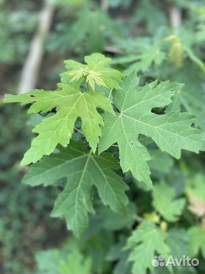 Саженцы клена серебристого