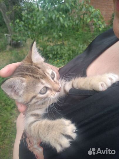 Котята в добрые руки умные сильные