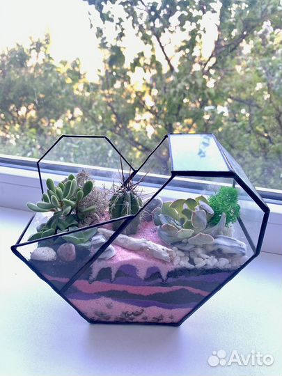 Флорариум суккуленты
