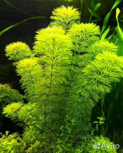 Валлиснерия спираль, Гуппи, растения, Хелены