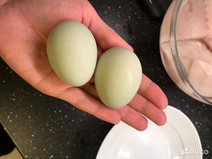 Яйцо инкубационное породистых кур