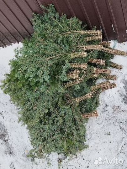 Пихтовые веники