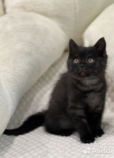 Британская кошечка