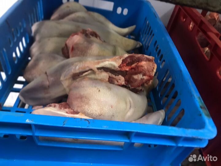 Мясо, субпродукты для собак и кошек