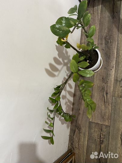 Замиокулькас