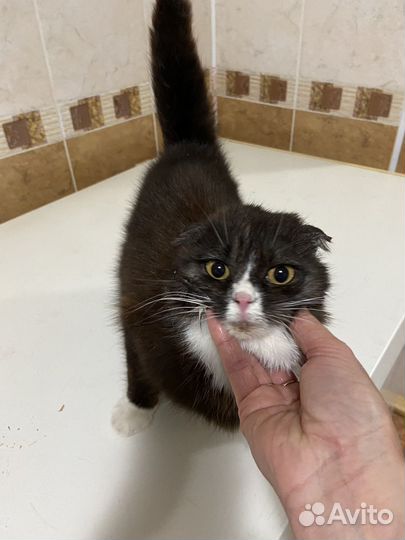 Кошка в дар