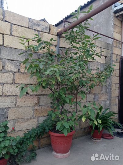 Лаймовое дерево