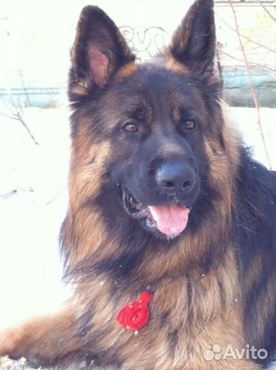 Немецкая овчарка