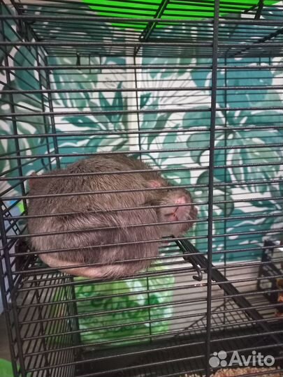 Крыски с клеткой