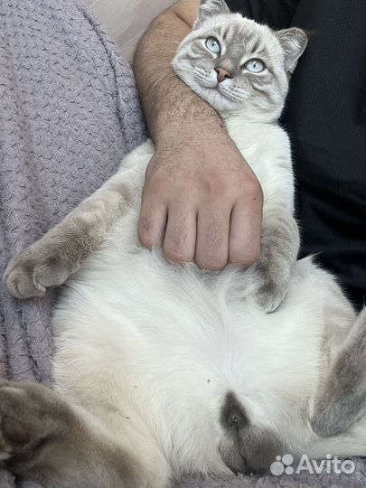 Вязка кошек
