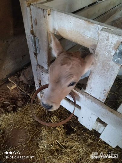 Телята бурые шведские