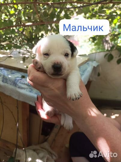 Щеночки 1,5 мес