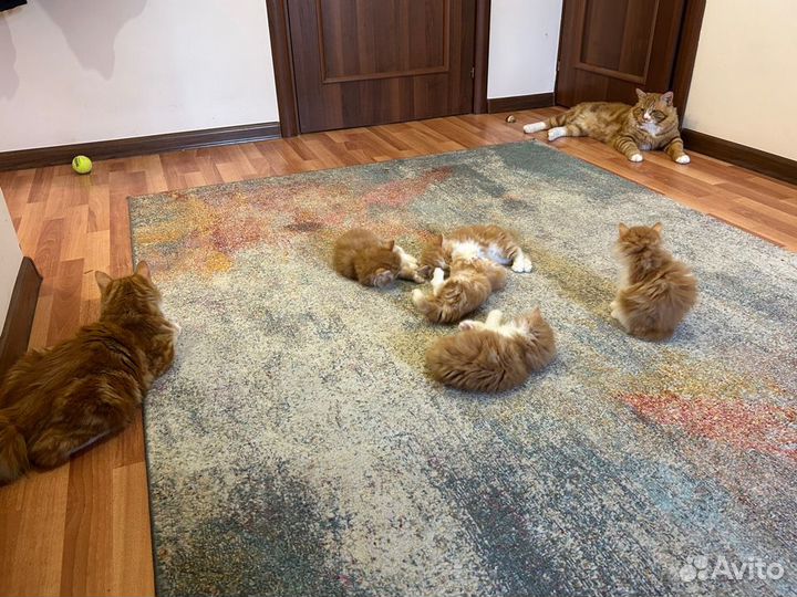 Котята курильский бобтейл